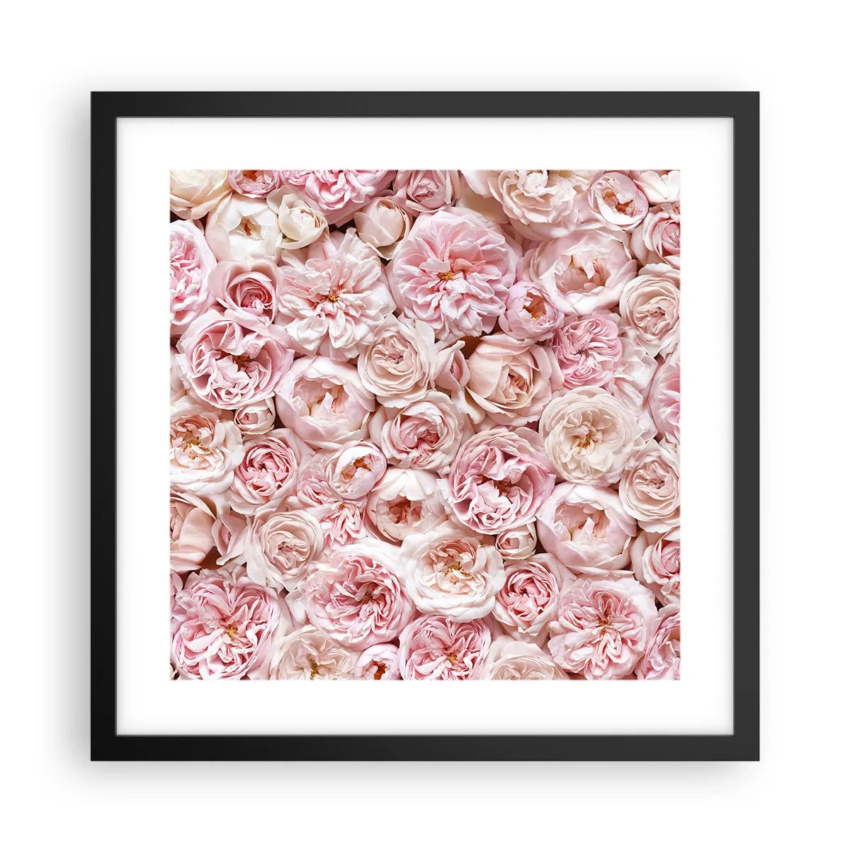 Poster în ramă neagră - Presărat cu trandafiri - 40x40 cm