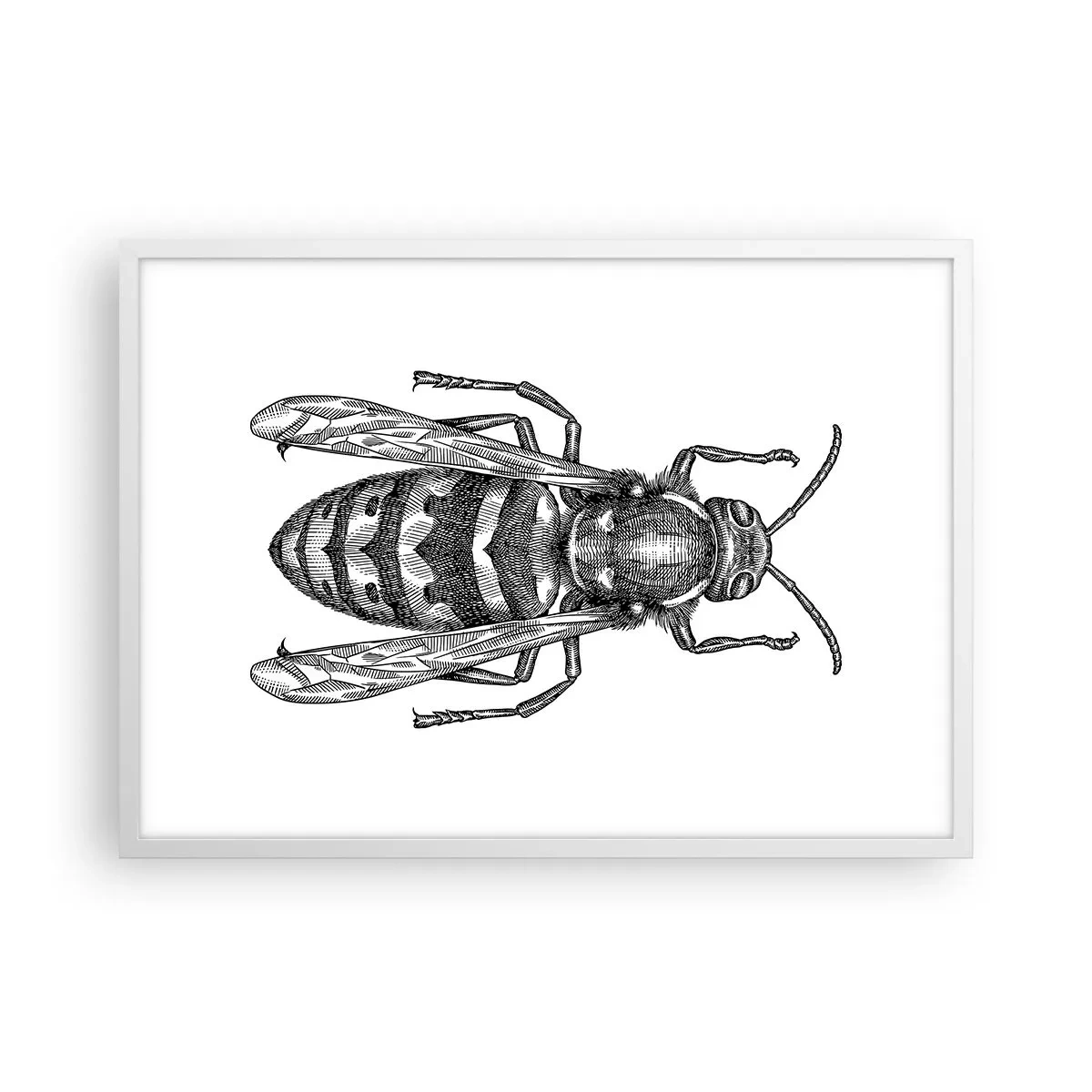 Poster în ramă albă - De pe o planetă de insecte - 70x50 cm