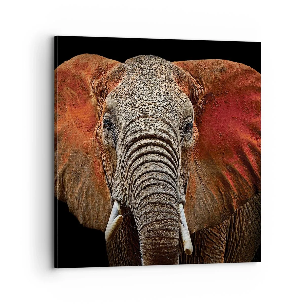 Tablou pe pânză - Sunt sălbatic, și tu? - 70x70 cm