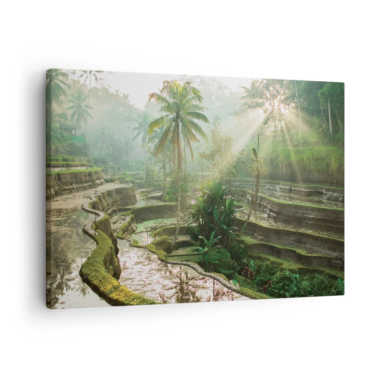 Tablou pe pânză Canvas - Terase de orez cu palmieri în razele soarelui - 70x50cm - Crescând la soare - Decorațiune modernă pentru perete pentru living și dormitor ARTTOR