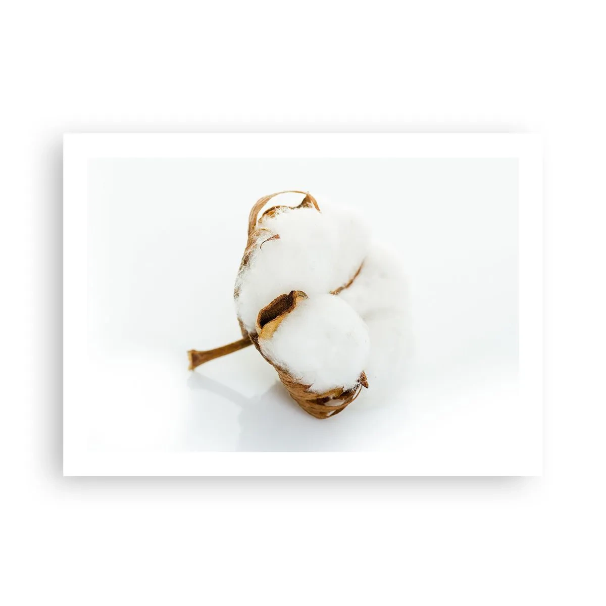 Poster - Moale prin natură - 70x50 cm