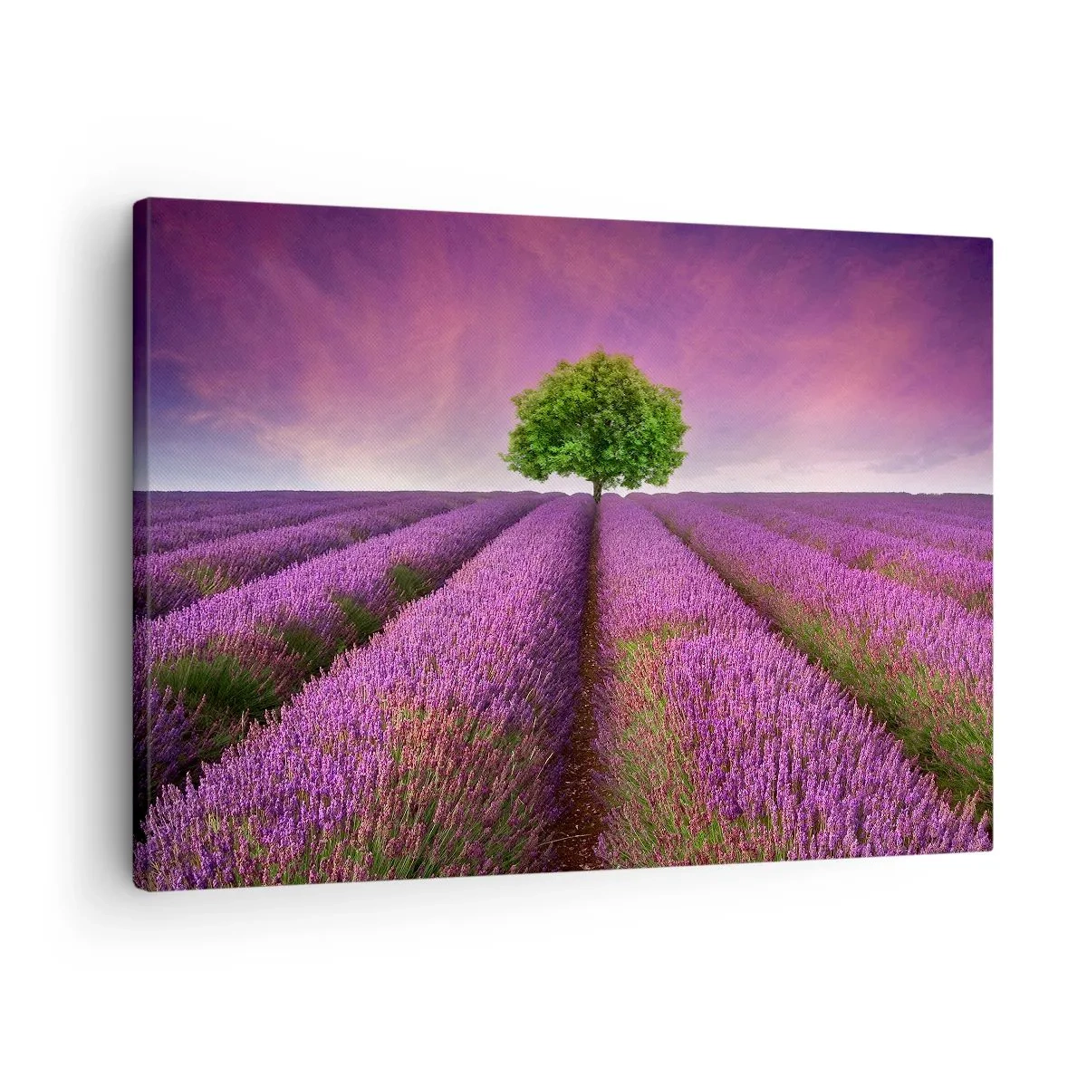 Tablou pe pânză Canvas - Un câmp de lavandă cu un copac singuratic și un cer violet - 70x50cm - În câmpurile de lavandă - Decorațiune modernă pentru perete pentru living și dormitor ARTTOR