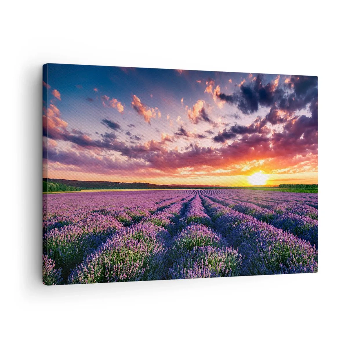 Tablou pe pânză Canvas - Un câmp de lavandă la apus, cu un cer colorat - 70x50cm - Lumea lavandei - Decorațiune modernă pentru perete pentru living și dormitor ARTTOR