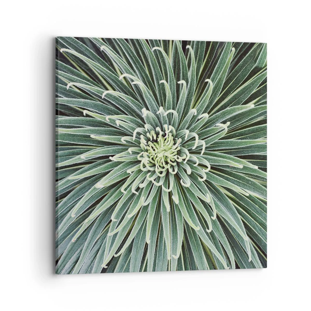 Tablou pe pânză - Nașterea unei stele - 70x70 cm