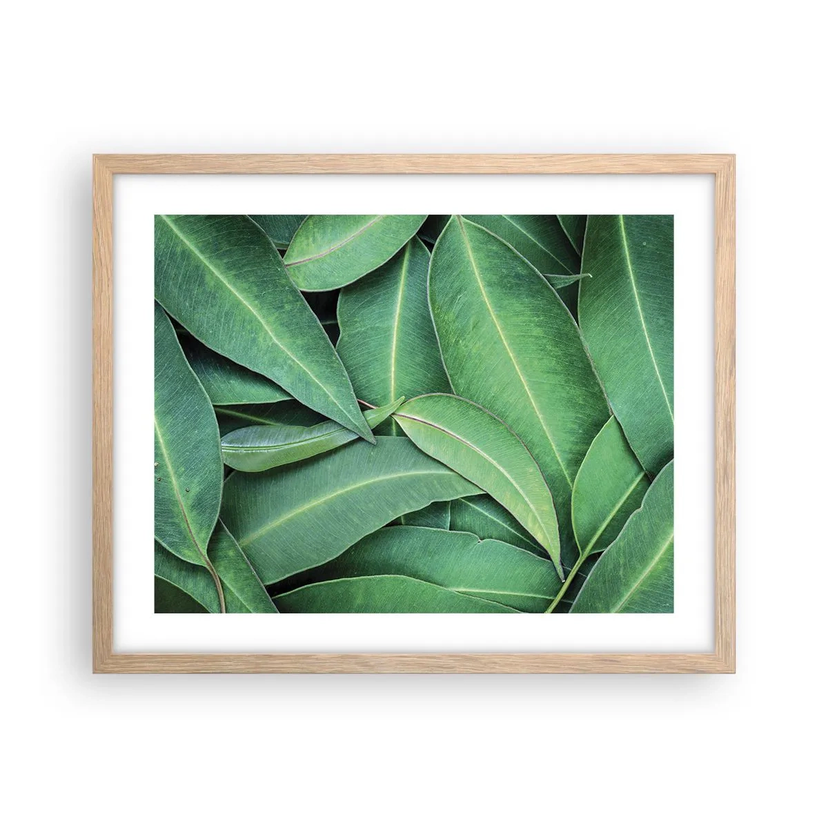 Poster în ramă de stejar deschis - Suculente și proaspete - 50x40 cm
