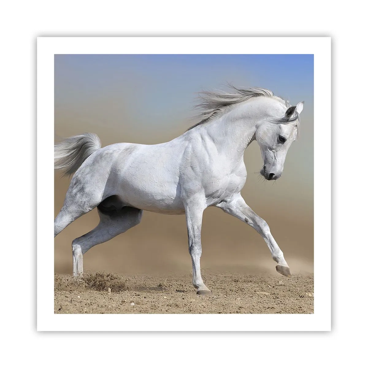 Poster - Cea mai frumoasă poveste arabă - 60x60 cm