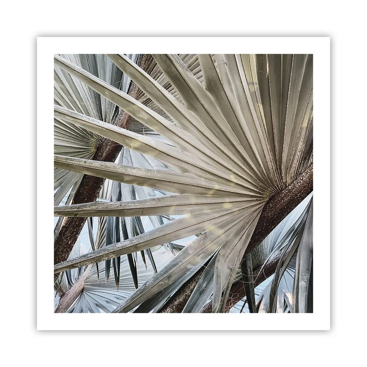 Poster - Evantaie din tropice - 60x60 cm