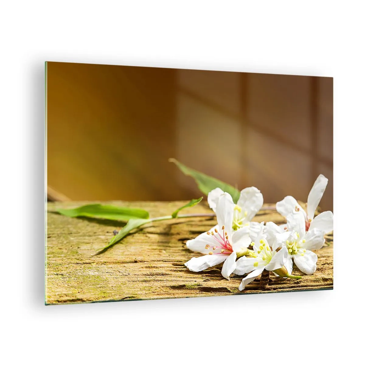 Tablou pe sticlă - Flori albe pe un fundal de lemn în lumină caldă - 70x50cm - O promisiune nevinovată - Decorațiune modernă pentru perete pentru living și dormitor ARTTOR