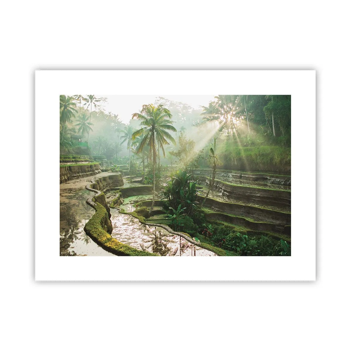Poster - Crescând la soare - 40x30 cm