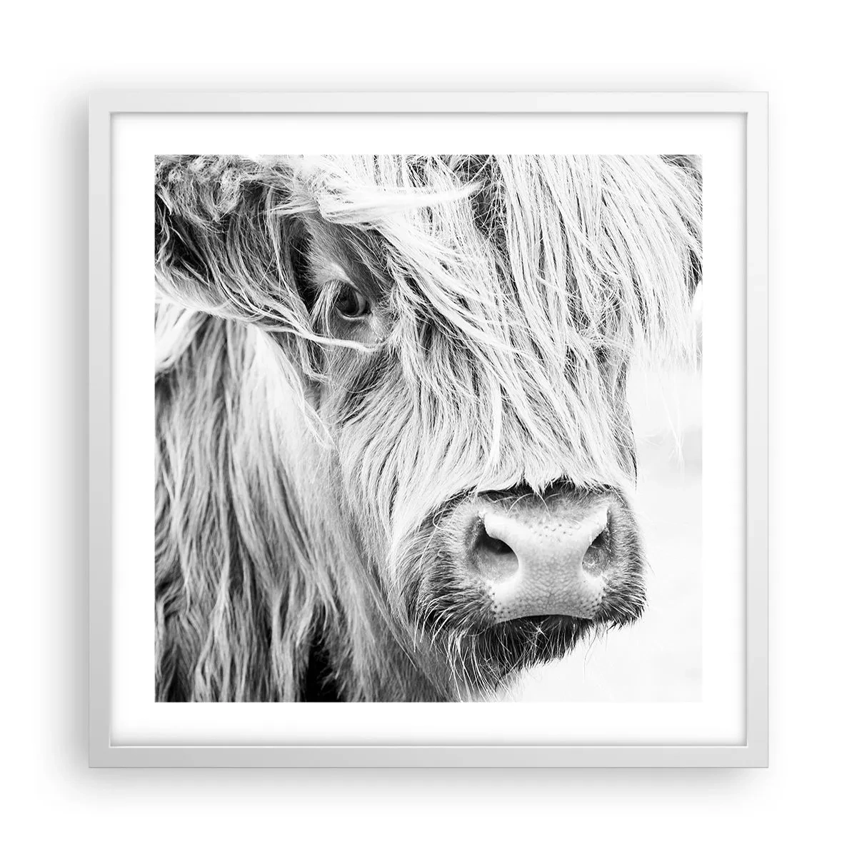 Poster în ramă albă - Sălbăticie scoțiană - 50x50 cm