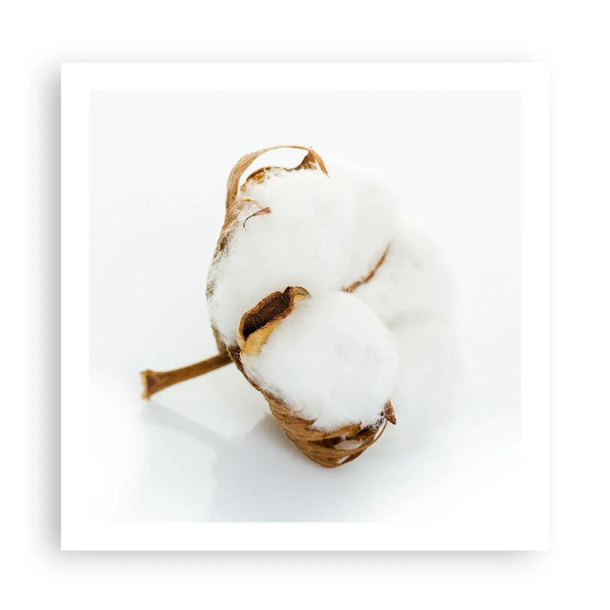 Poster - Moale prin natură - 60x60 cm