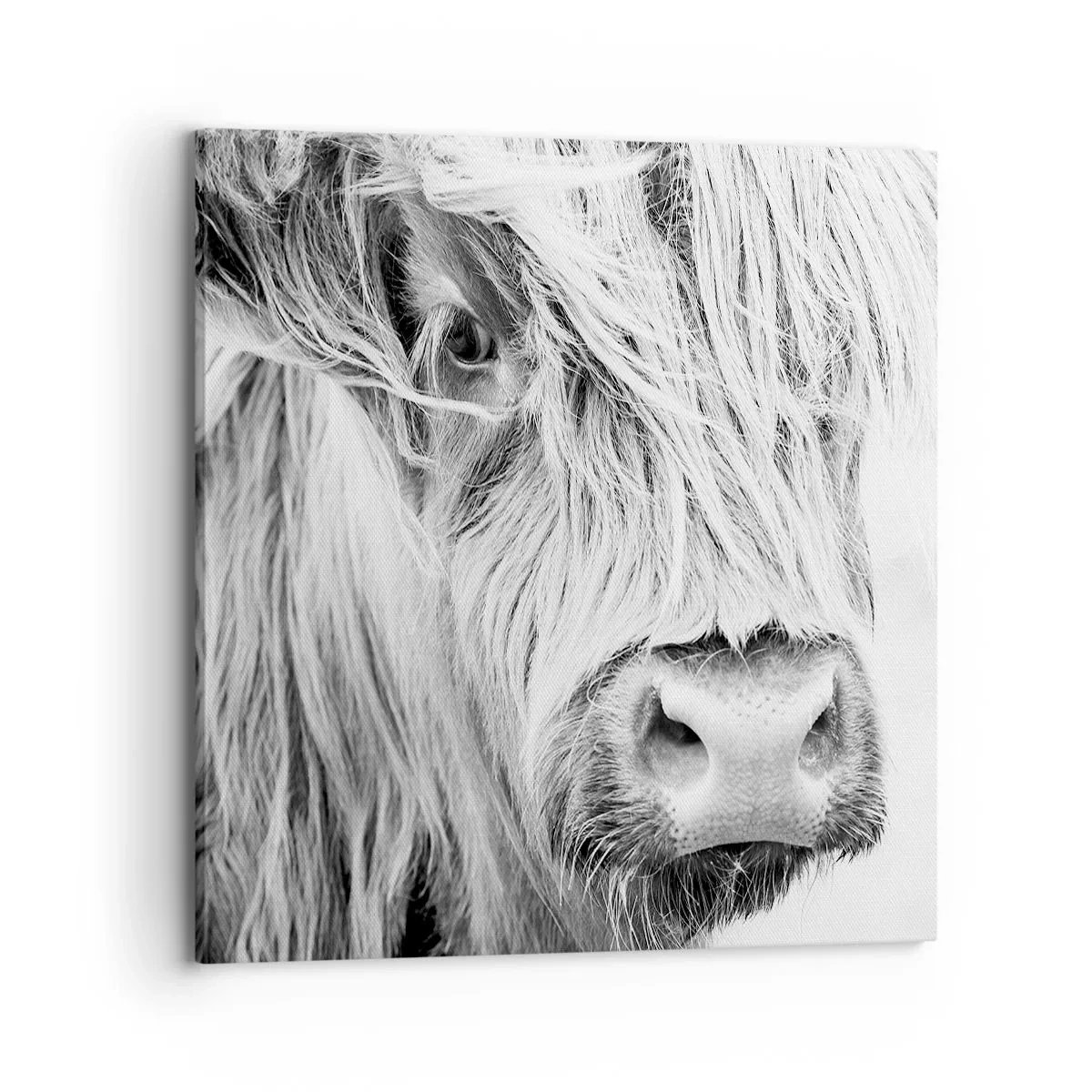 Tablou pe pânză - Sălbăticie scoțiană - 70x70 cm