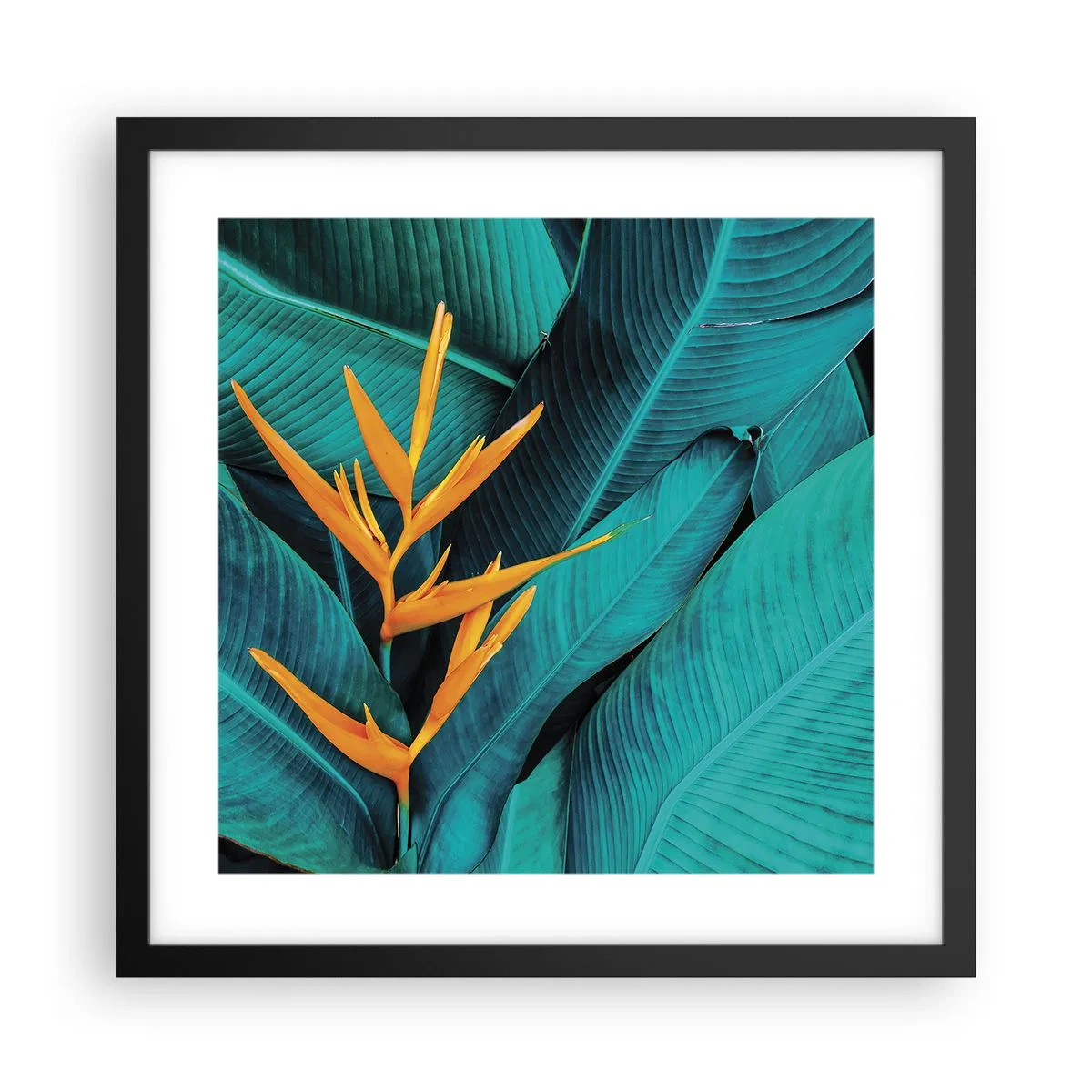 Poster în ramă neagră - Floarea Edenului - 40x40 cm