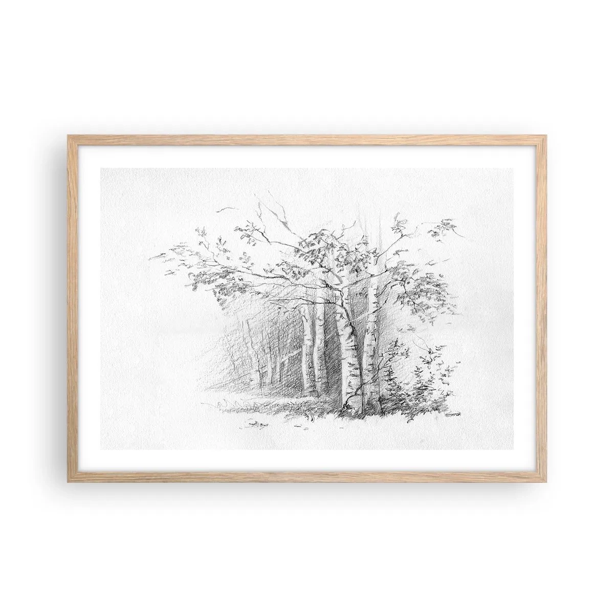 Poster în ramă de stejar deschis - Lumina pădurii de mesteceni - 70x50 cm