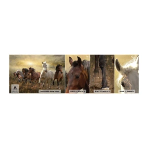 Mostră de Tapet Standard Eco - Trăiască libertatea! - Animale, Cal, Galop - 100x30 cm
