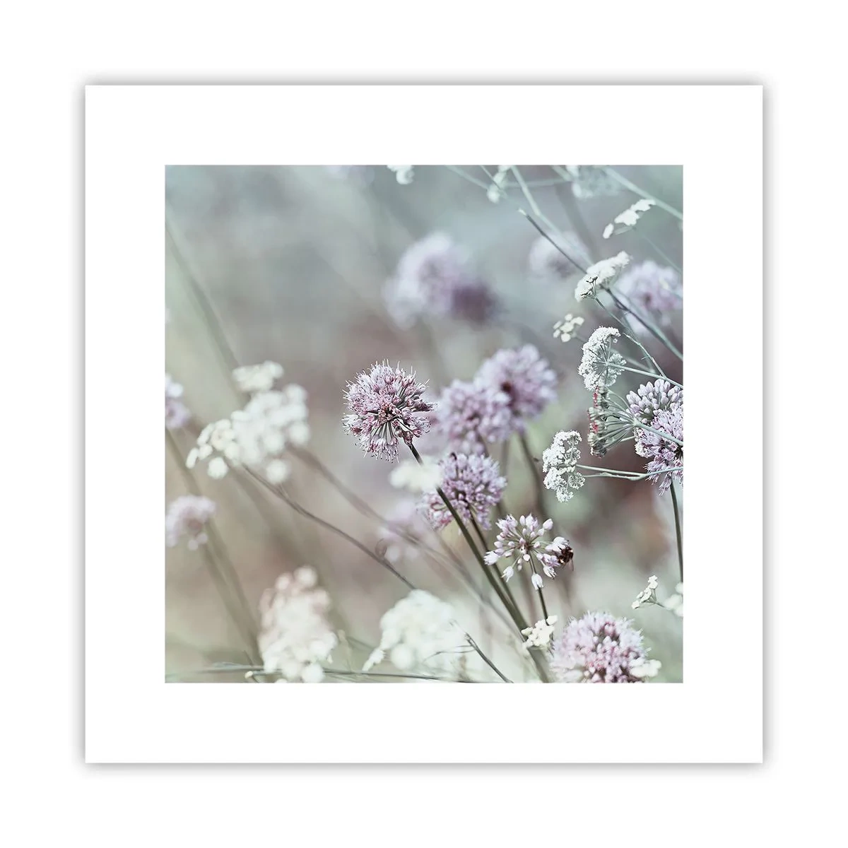 Poster - Ierburi dulci filigranate - 30x30 cm