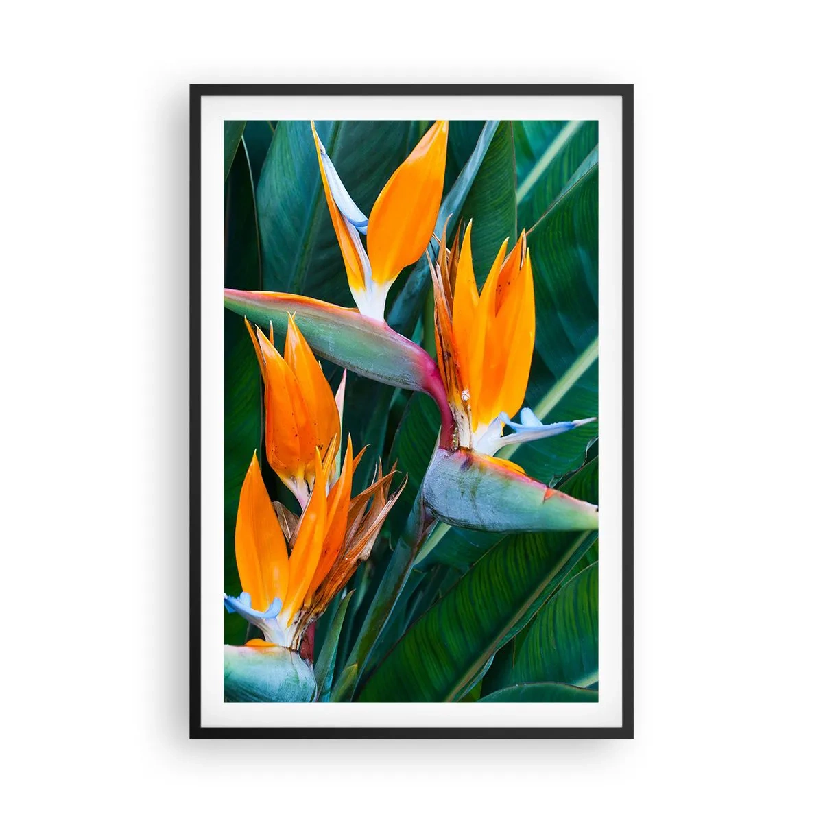 Poster în ramă neagră - Este o floare sau o pasăre? - 61x91 cm