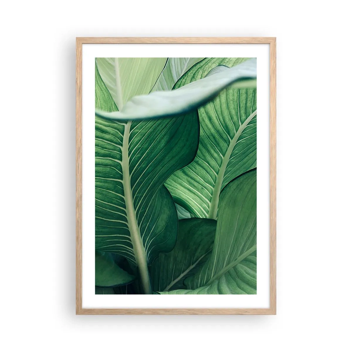 Poster în ramă de stejar deschis - Viață intensă în verde - 50x70 cm