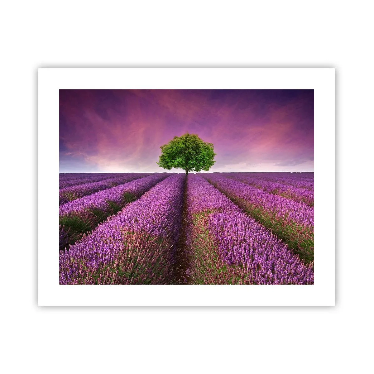 Poster - În câmpurile de lavandă - 50x40 cm