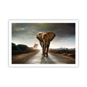 Poster - Și-a pierdut cipicii... - 91x61 cm