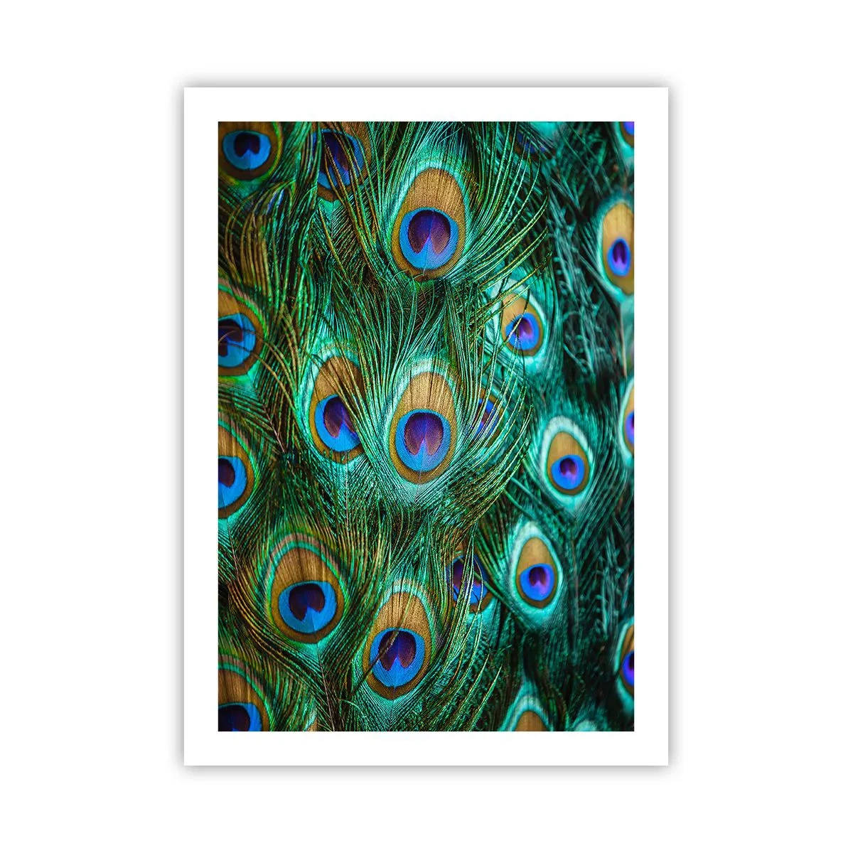 Poster - O privire cu ochi de păun - 50x70 cm