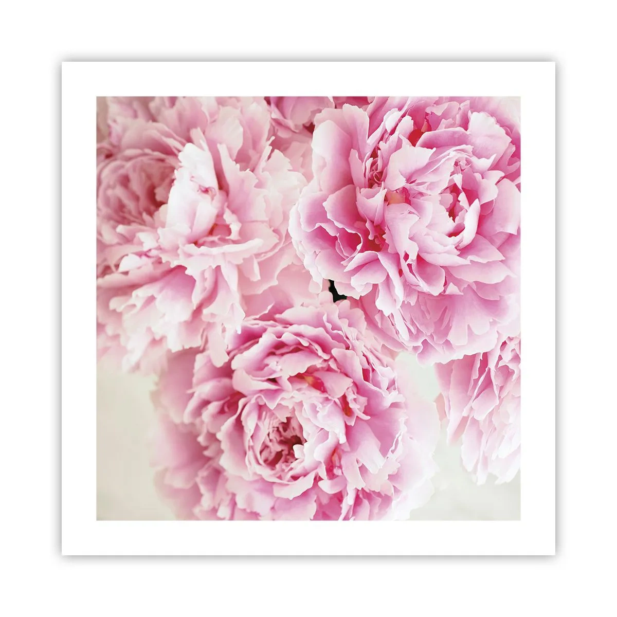 Poster - În luxul roz - 50x50 cm