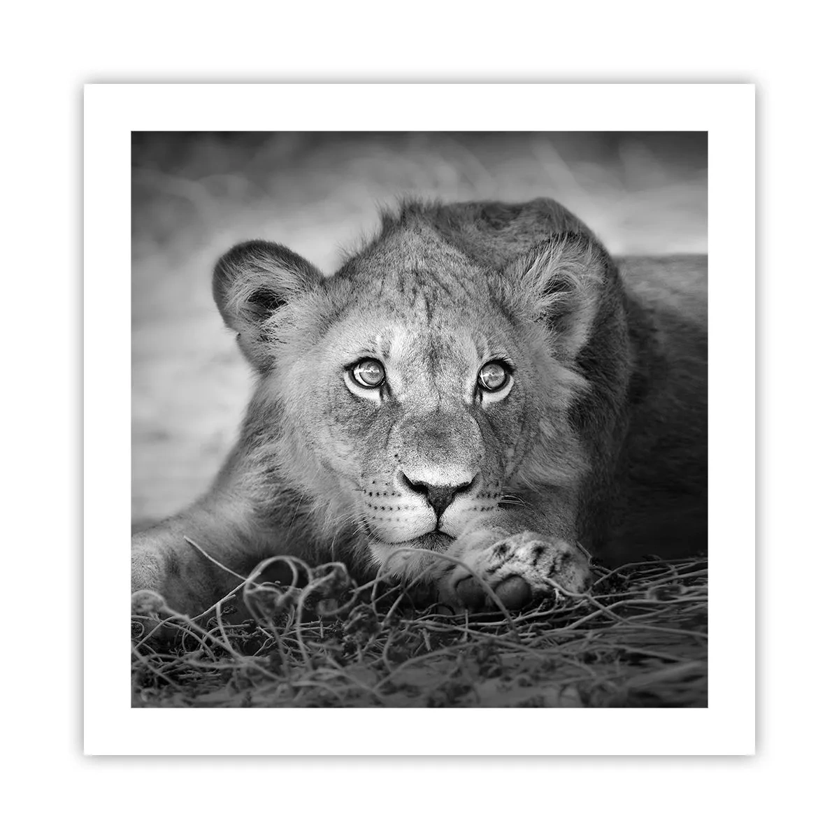 Poster - Pisicuța regală - 50x50 cm