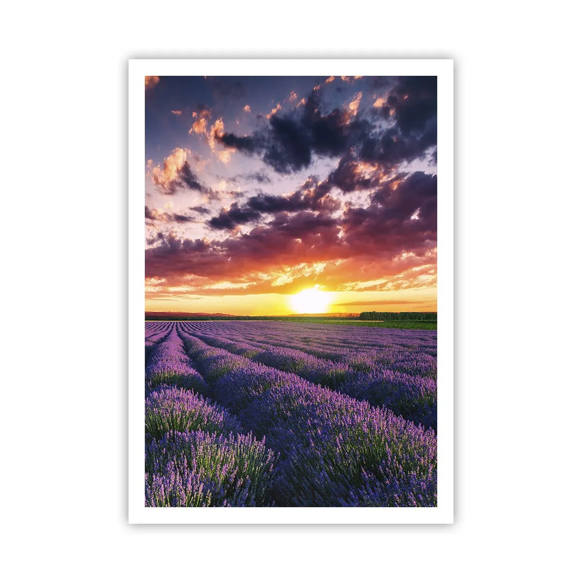 Poster - Lumea lavandei - 70x100 cm