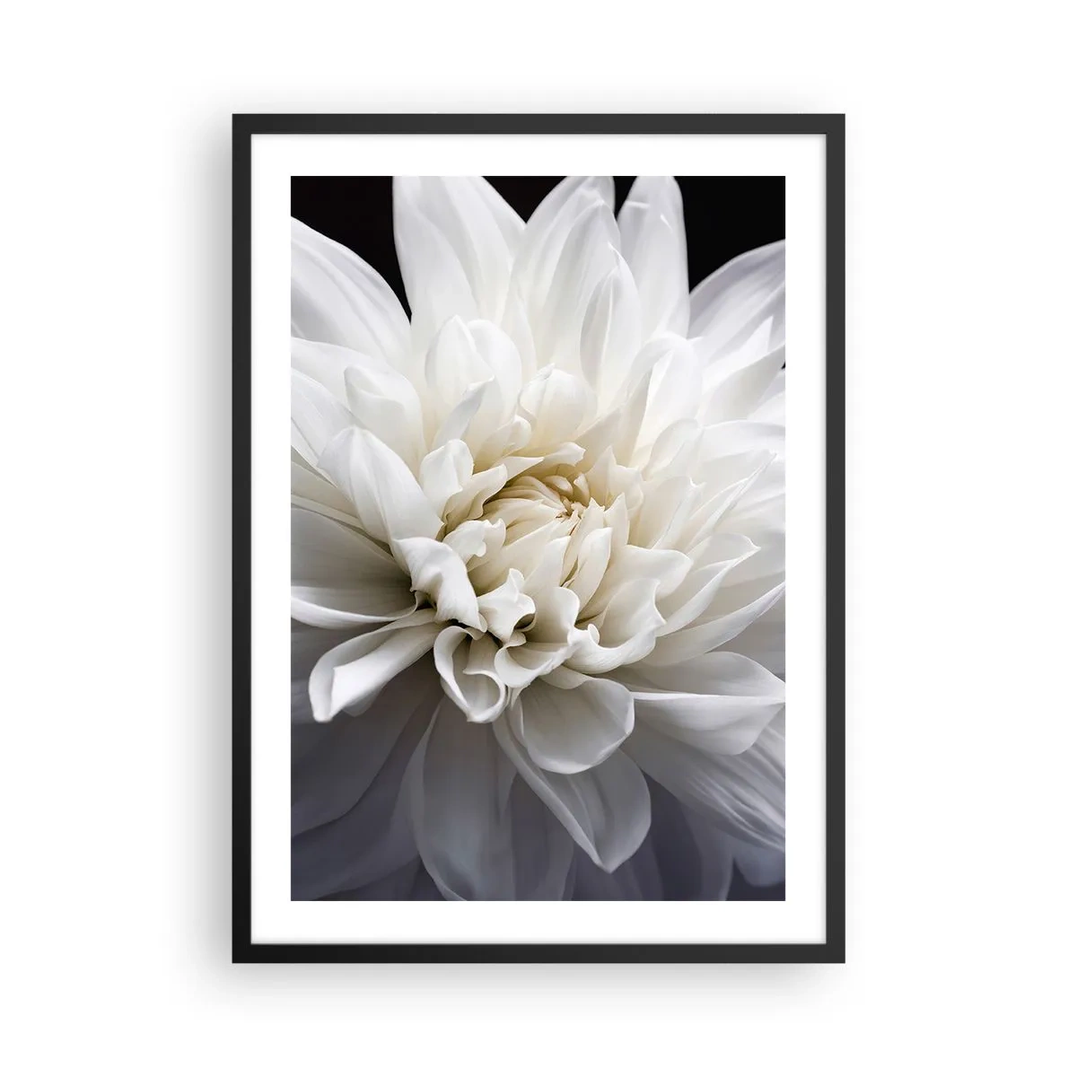 Poster în ramă neagră - Prim-plan al unei dalii albe pe un fundal întunecat - 50x70cm - Dimineața miresei - Decorațiune modernă pentru perete pentru living și dormitor ARTTOR