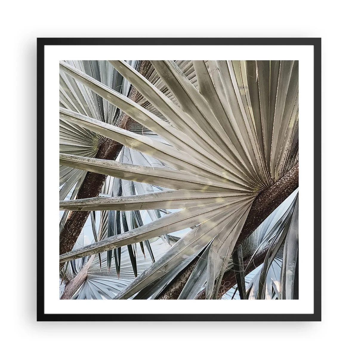 Poster în ramă neagră - Evantaie din tropice - 60x60 cm