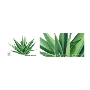 Mostră de Tapet Standard Eco - Verde - putere - viață - Plantă, Aloe, Botanică - 100x30 cm