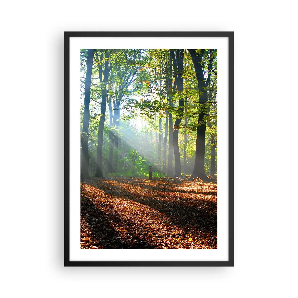 Poster în ramă neagră - Razele soarelui în pădurea de toamnă - 50x70cm - Străluciri și umbre - Decorațiune modernă pentru perete pentru living și dormitor ARTTOR