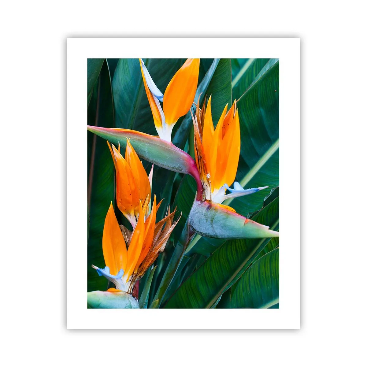 Poster - Este o floare sau o pasăre? - 40x50 cm