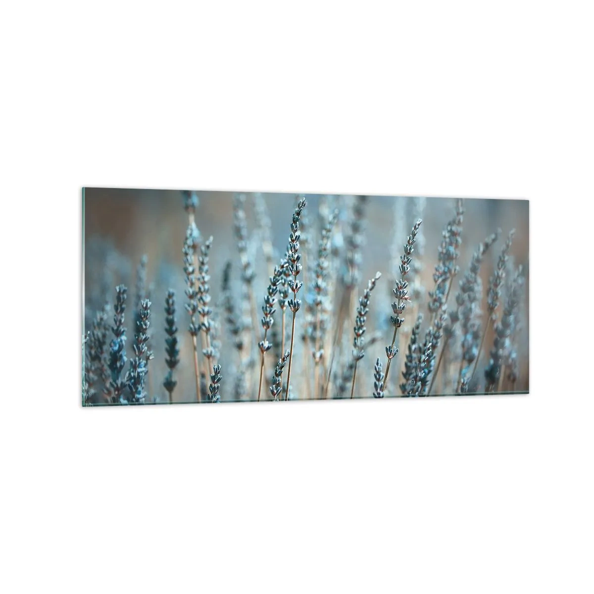 Tablou pe sticlă - Câmpul parfumat - 120x50 cm