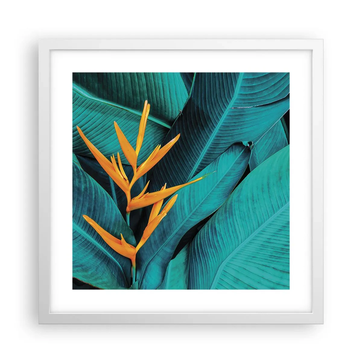 Poster în ramă albă - Floarea Edenului - 40x40 cm