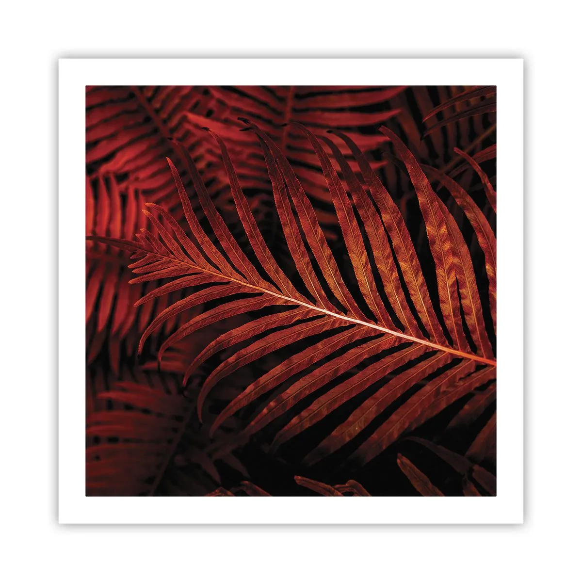 Poster - Ardoarea vieții - 60x60 cm