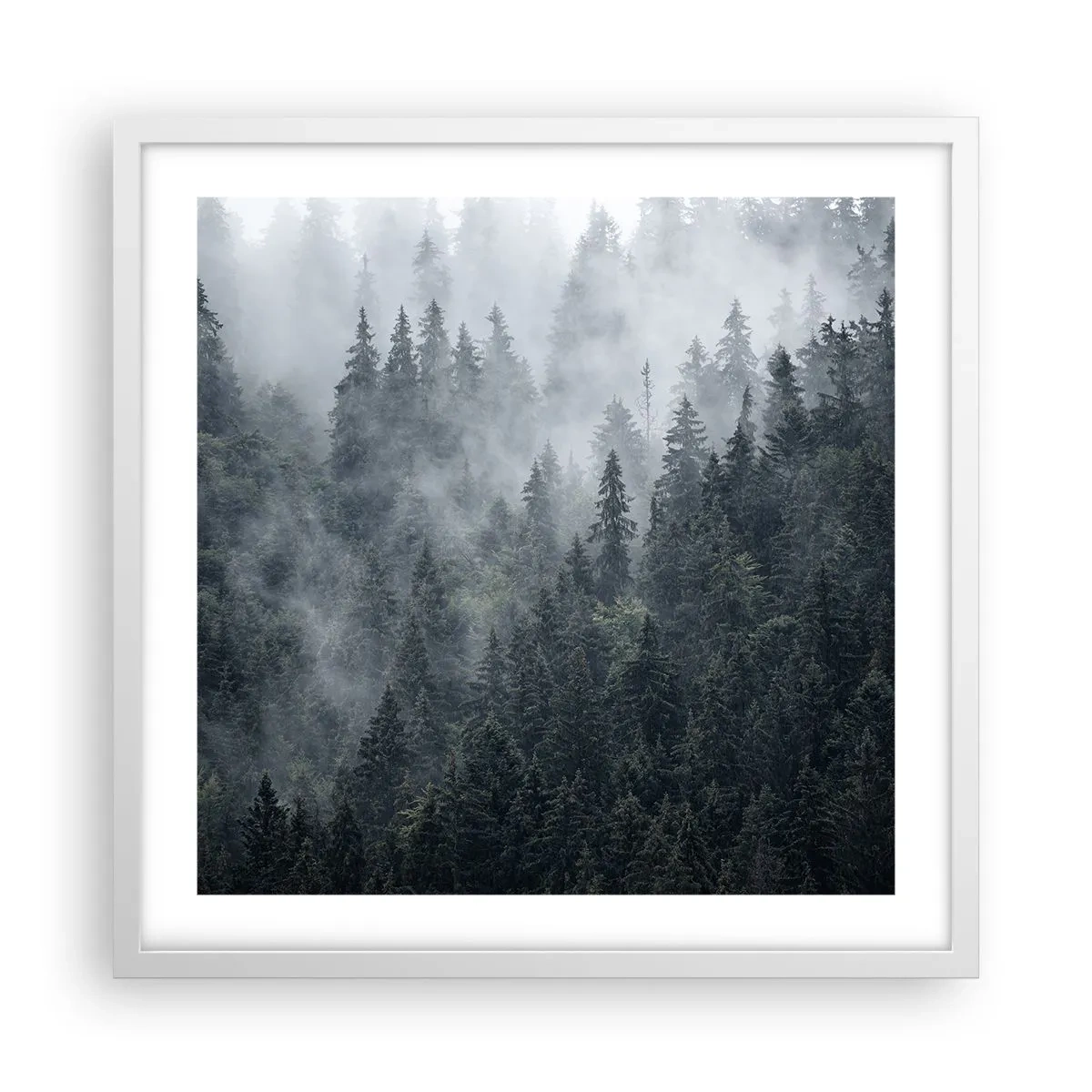 Poster în ramă albă - Zori de pădure - 50x50 cm