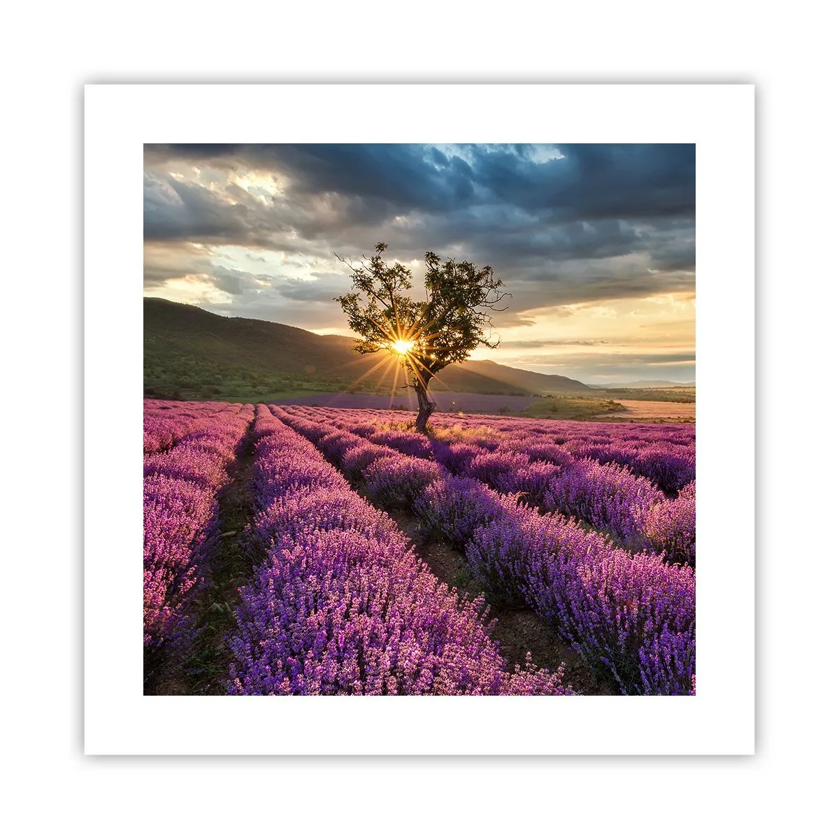 Poster - Aroma în liliac - 40x40 cm