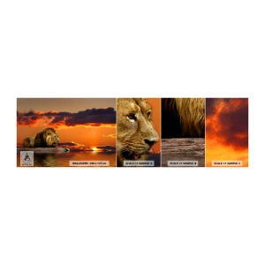 Mostră de Tapet Standard Eco - Regele naturii - Leu, Apus de soare, Animale - 100x30 cm