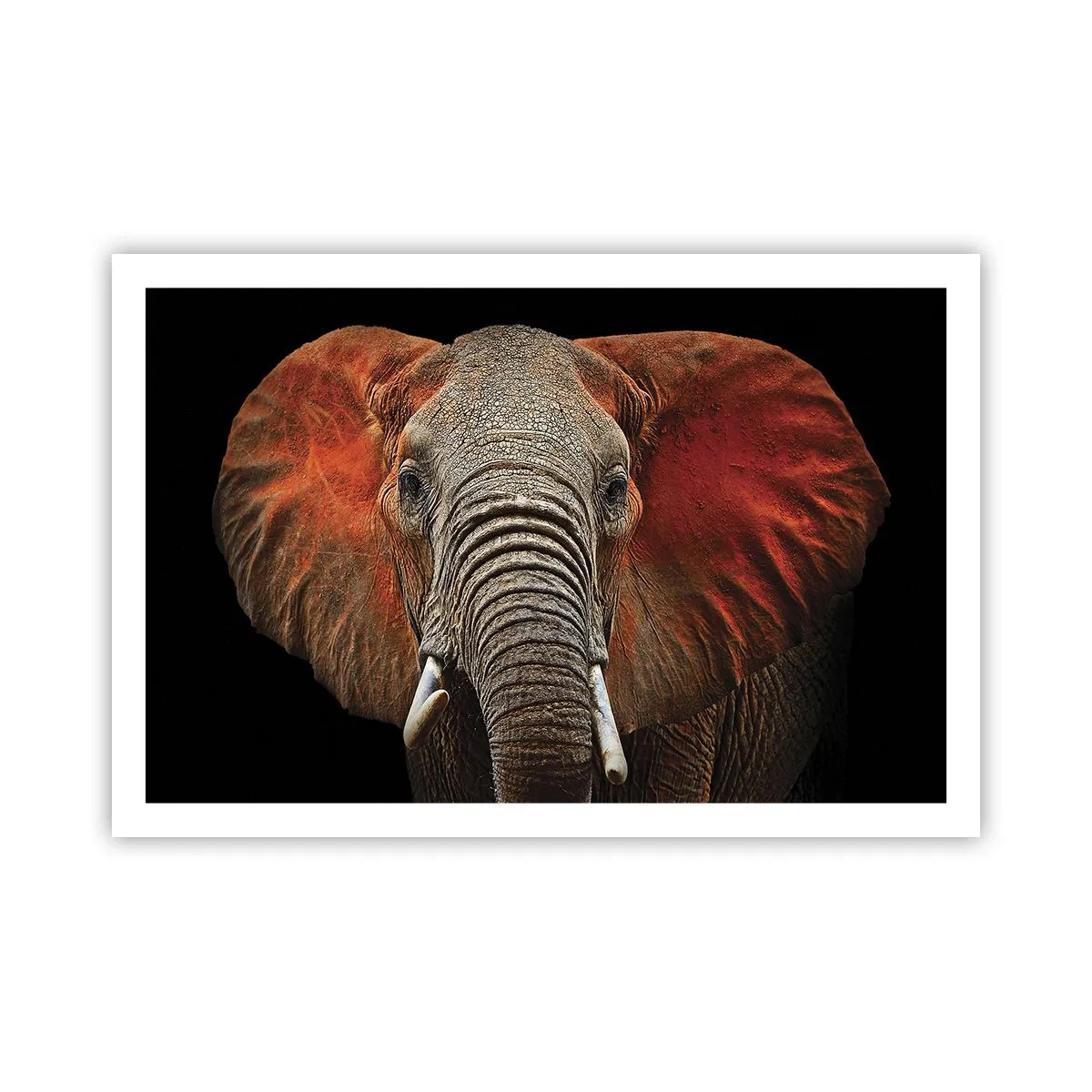 Poster - Sunt sălbatic, și tu? - 91x61 cm