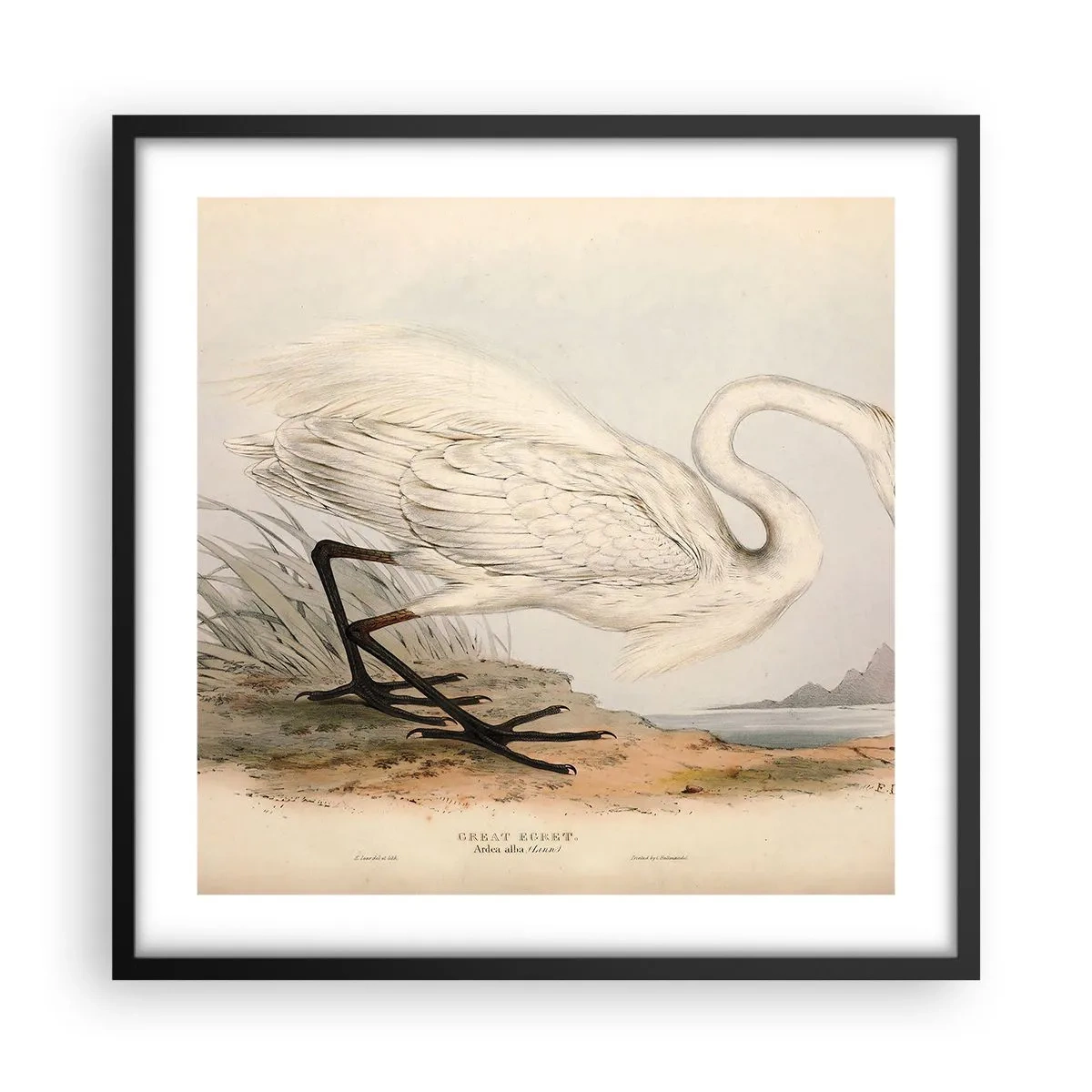 Poster în ramă neagră - Doamna în stufărișuri - 50x50 cm