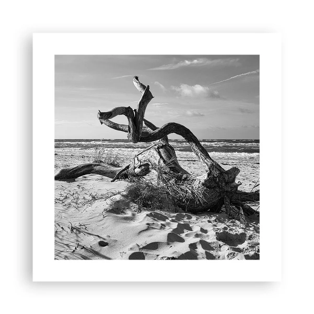 Poster - Sculptură marină - 40x40 cm