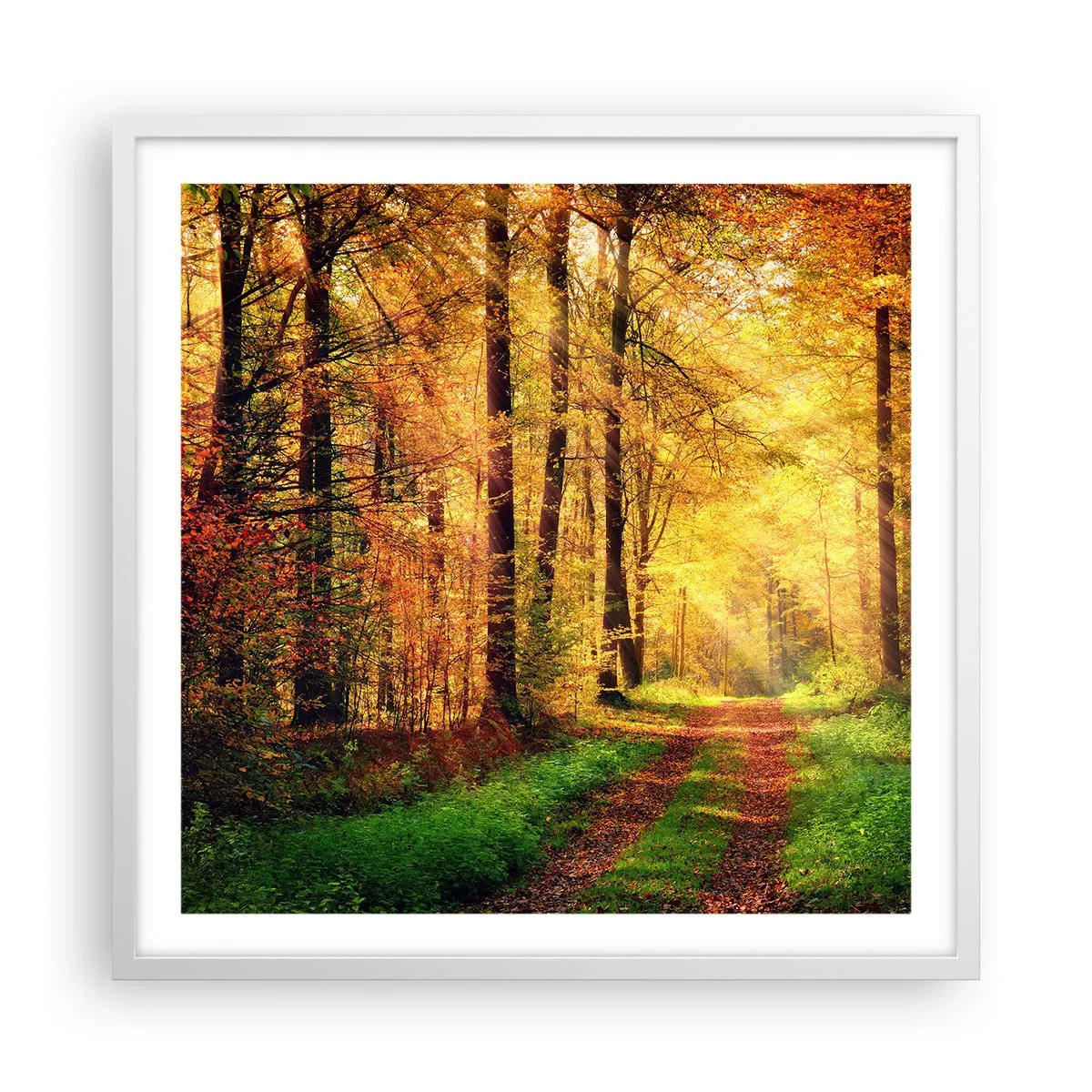 Poster în ramă albă - Tăcere de aur de pădure - 60x60 cm