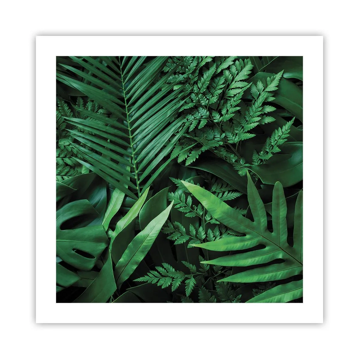Poster - Înfășurate în verde - 50x50 cm