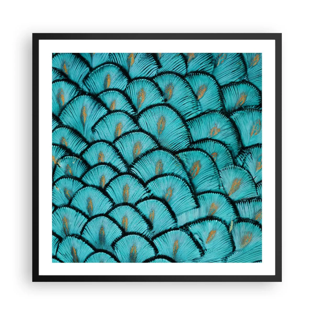 Poster în ramă neagră - Marea gală a penelor - 60x60 cm