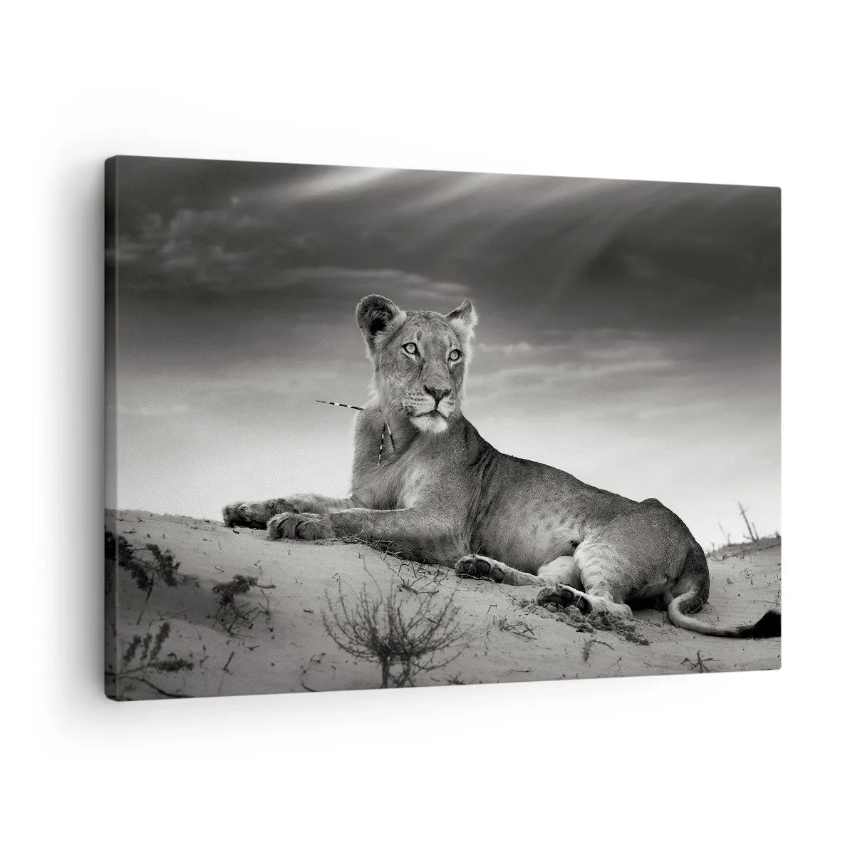 Tablou pe pânză Canvas - Portret alb-negru al unei leoaice în savană - 70x50cm - Odihna reginei deșertului - Decorațiune modernă pentru perete pentru living și dormitor ARTTOR