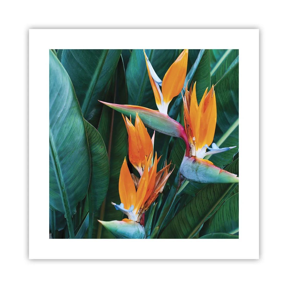 Poster - Este o floare sau o pasăre? - 40x40 cm