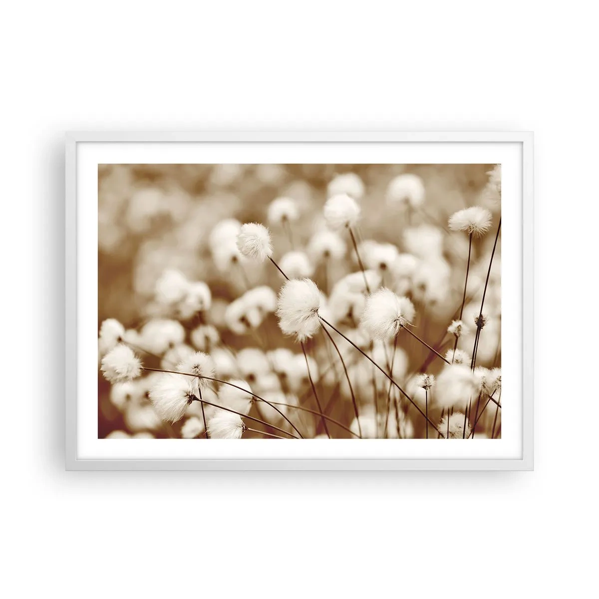 Poster în ramă albă - Câmp pufos - 70x50 cm