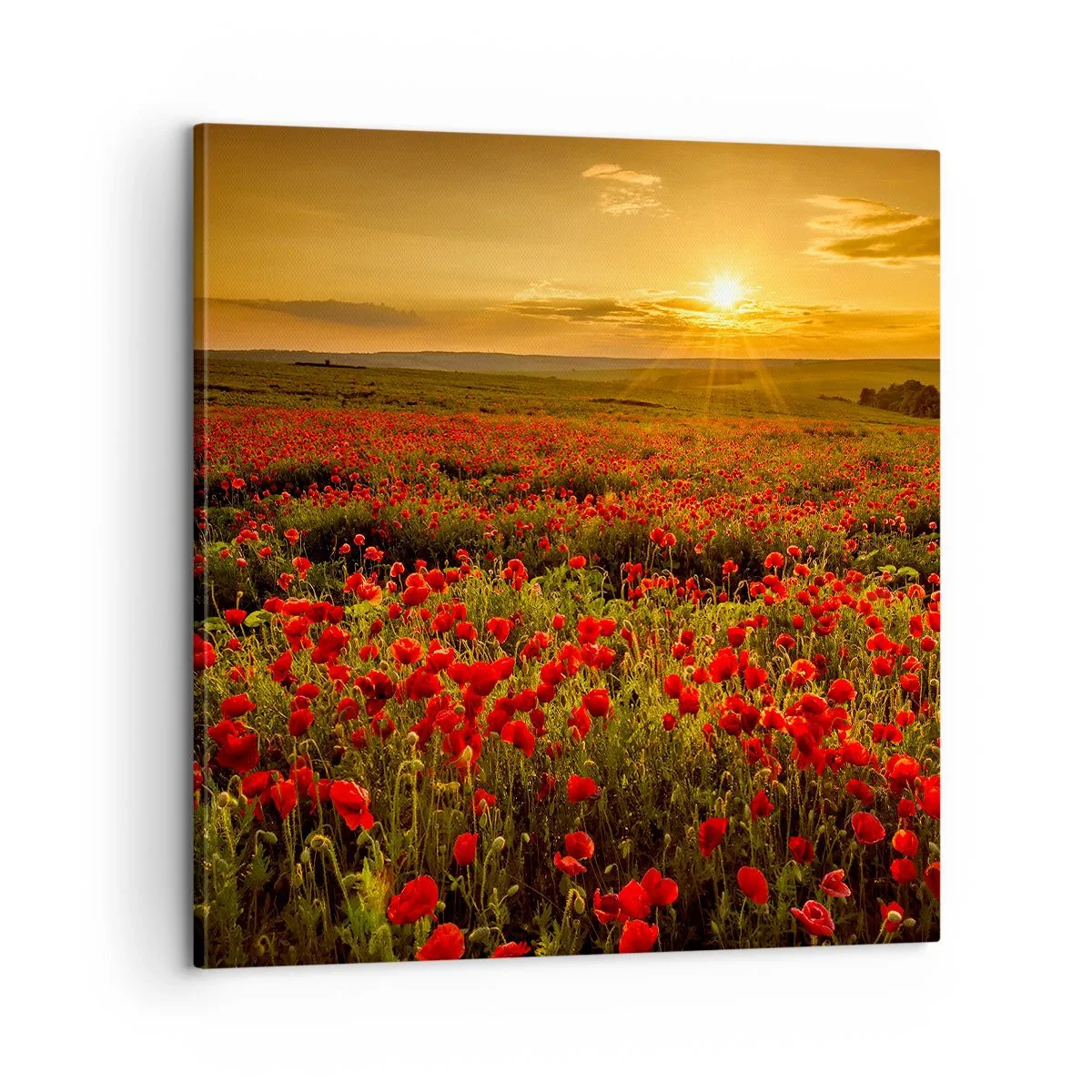 Tablou pe pânză - Printre valuri de pajiști care zumzăie, printre potop de flori - 60x60 cm
