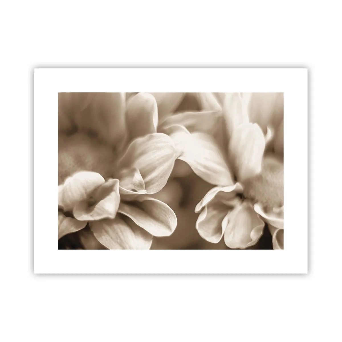 Poster - Blânde ca un zâmbet - 40x30 cm